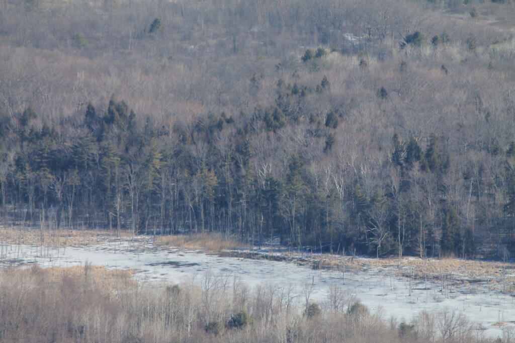 Photo: Wetlands