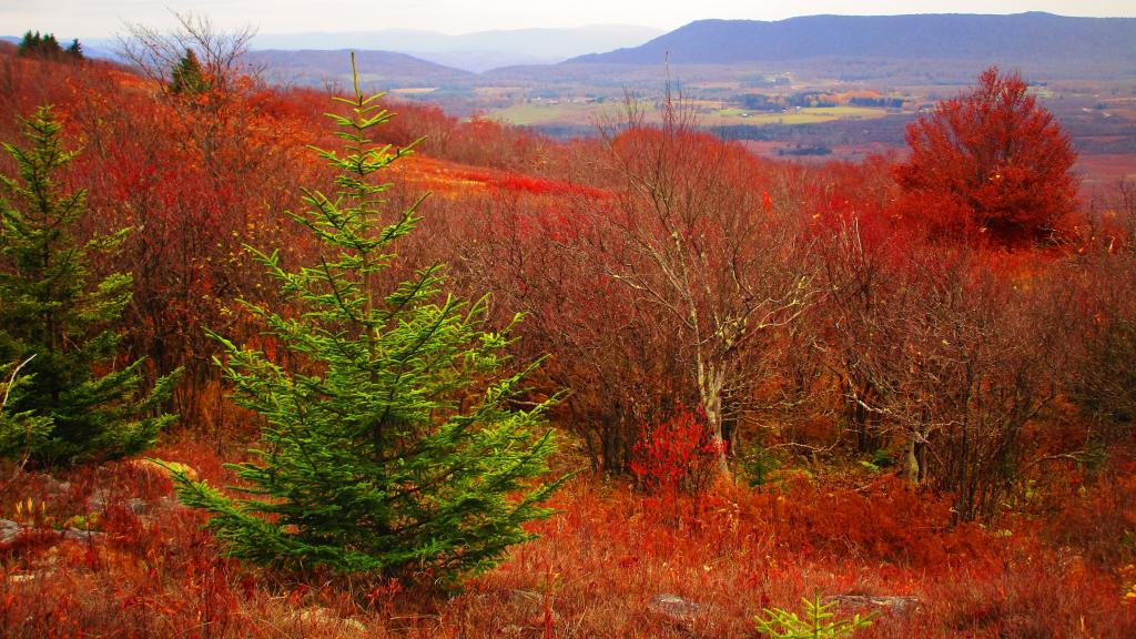 Photo: Looking Off Cabin Mountain Into the Canaan Valley