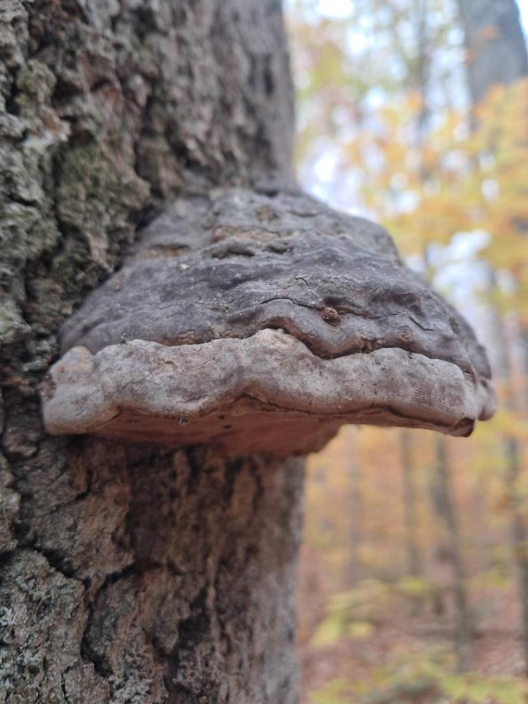 Photo: Hoof Fungus