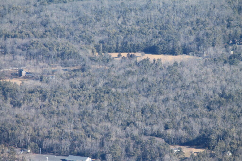 Photo: Field in the Woods