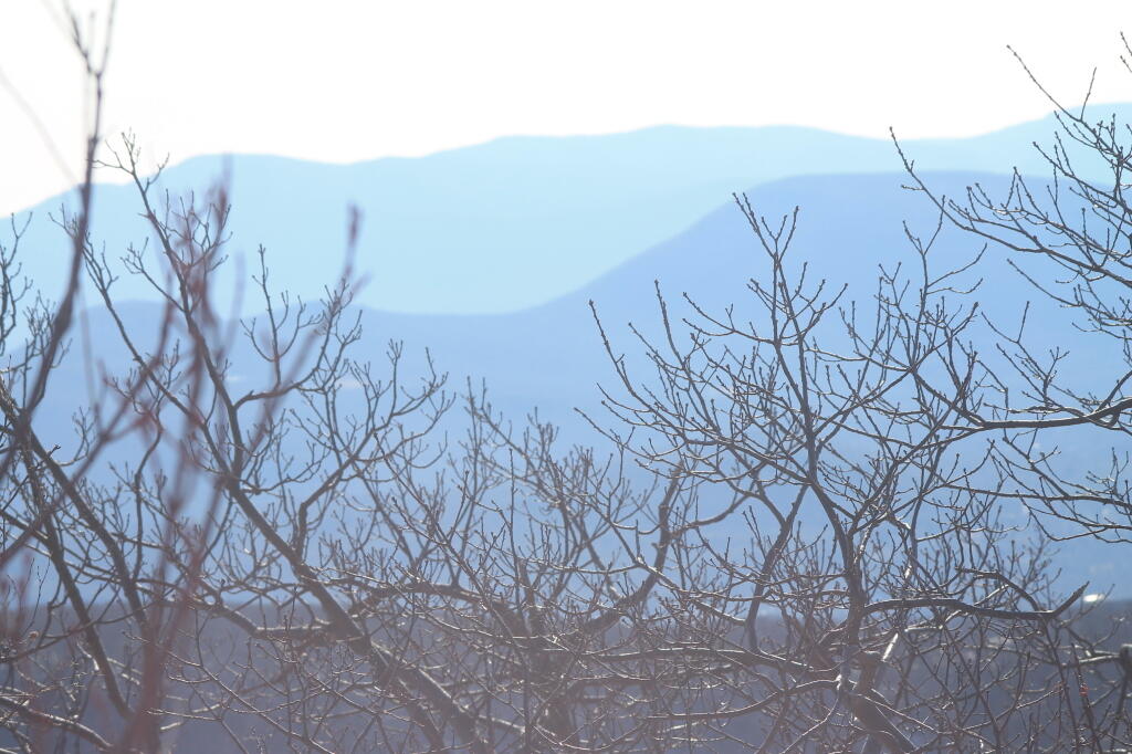 Photo: Thru the Trees