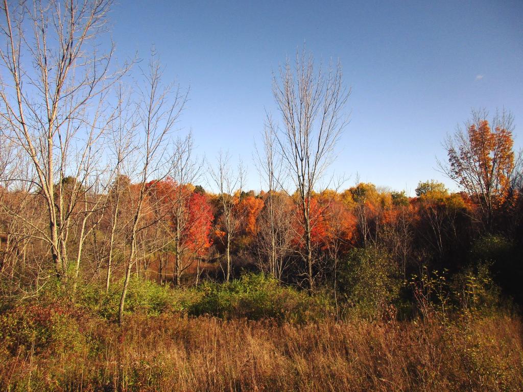 Photo: Fading autumn