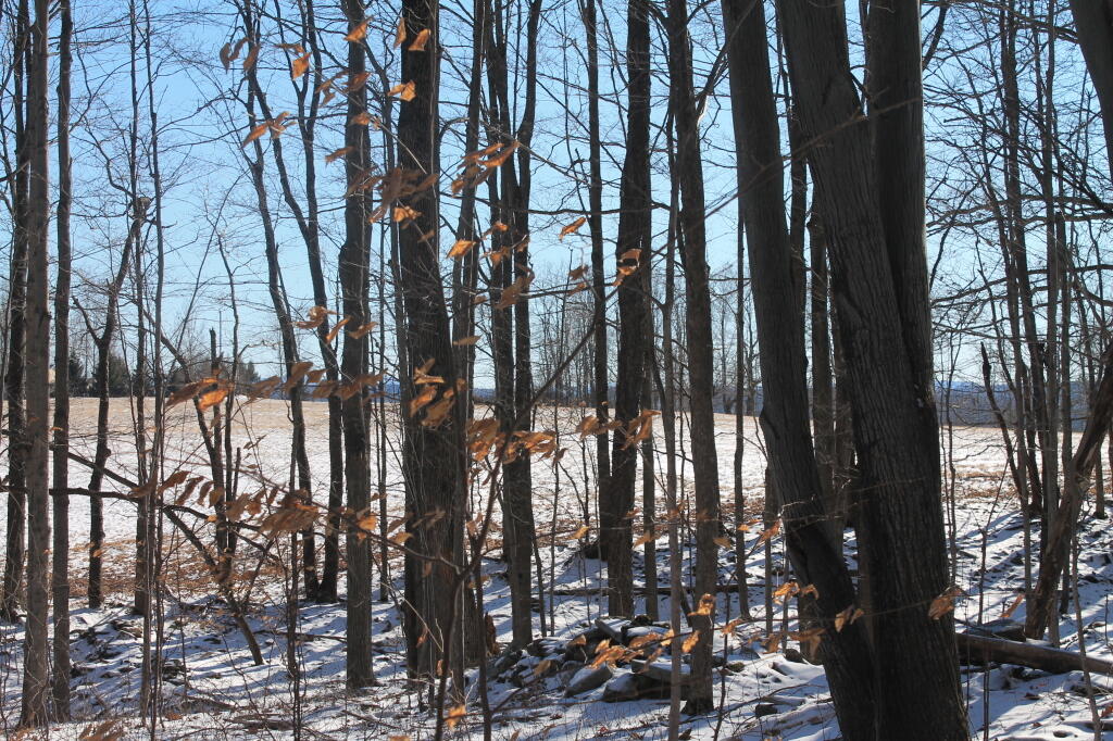 Photo: View from New Cole Hill Trail