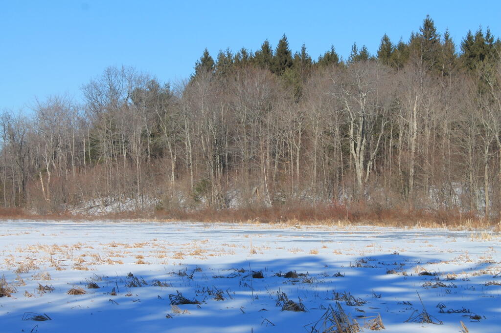 Photo: Tree Line Past the Marsh