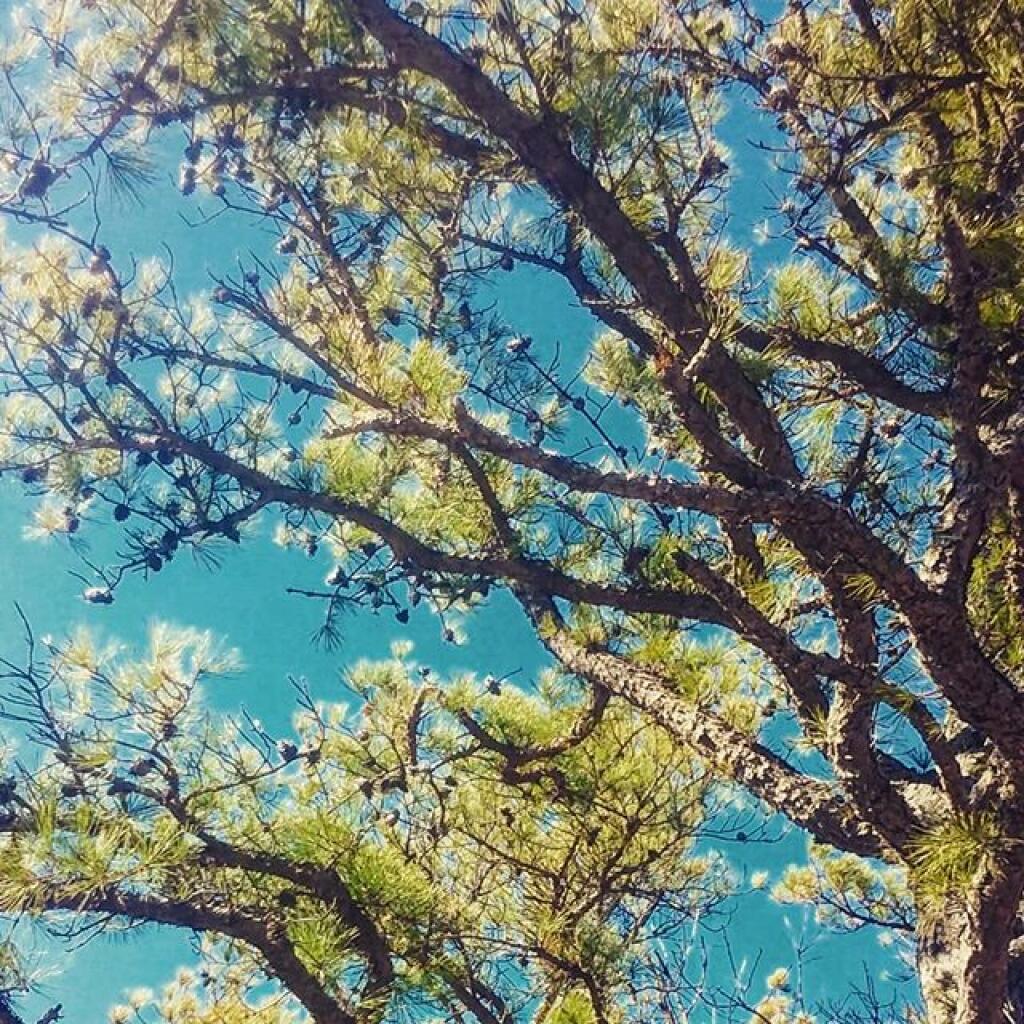Photo: More Pitch Pine