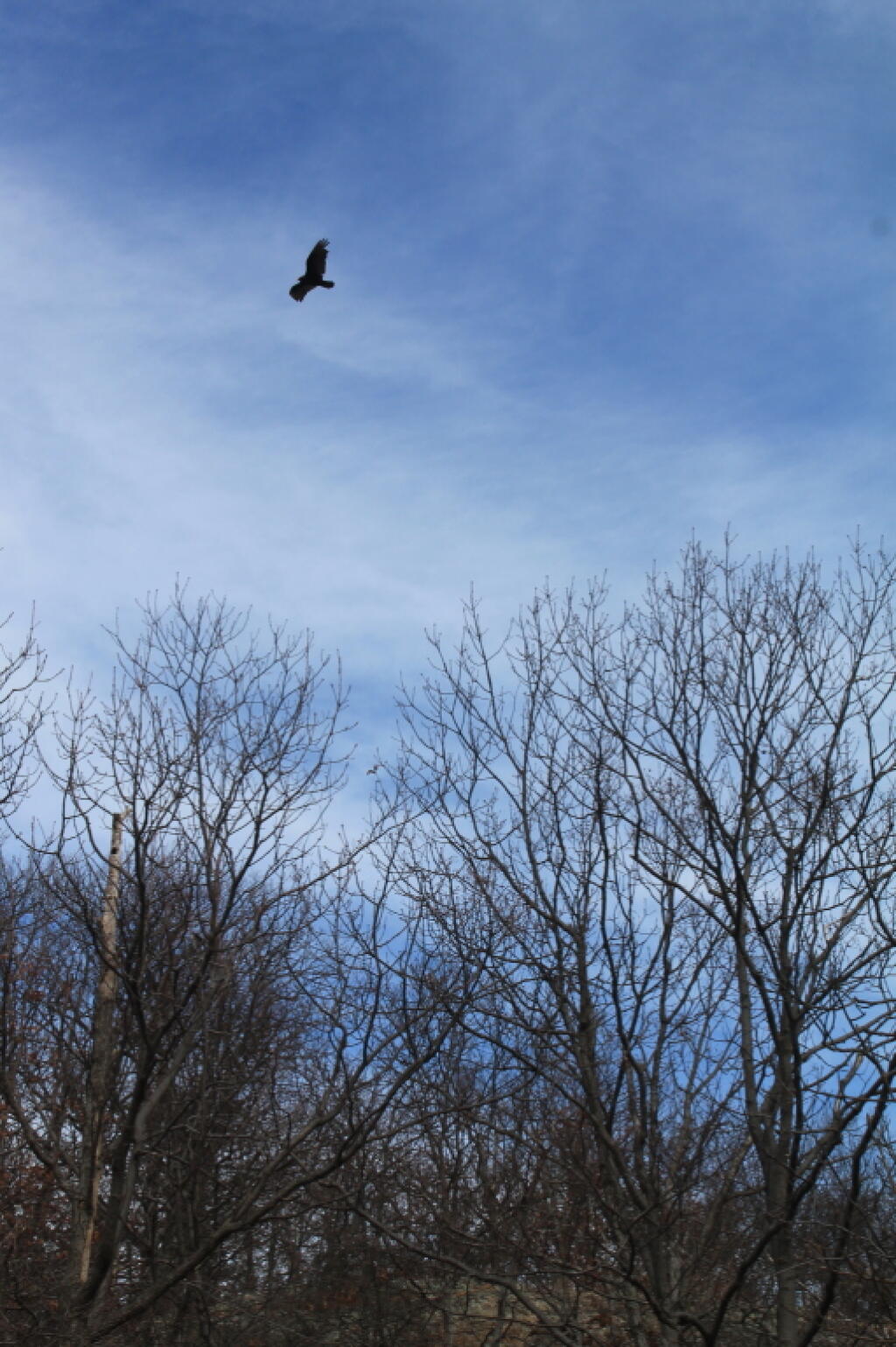 Photo: Hawk Overhead