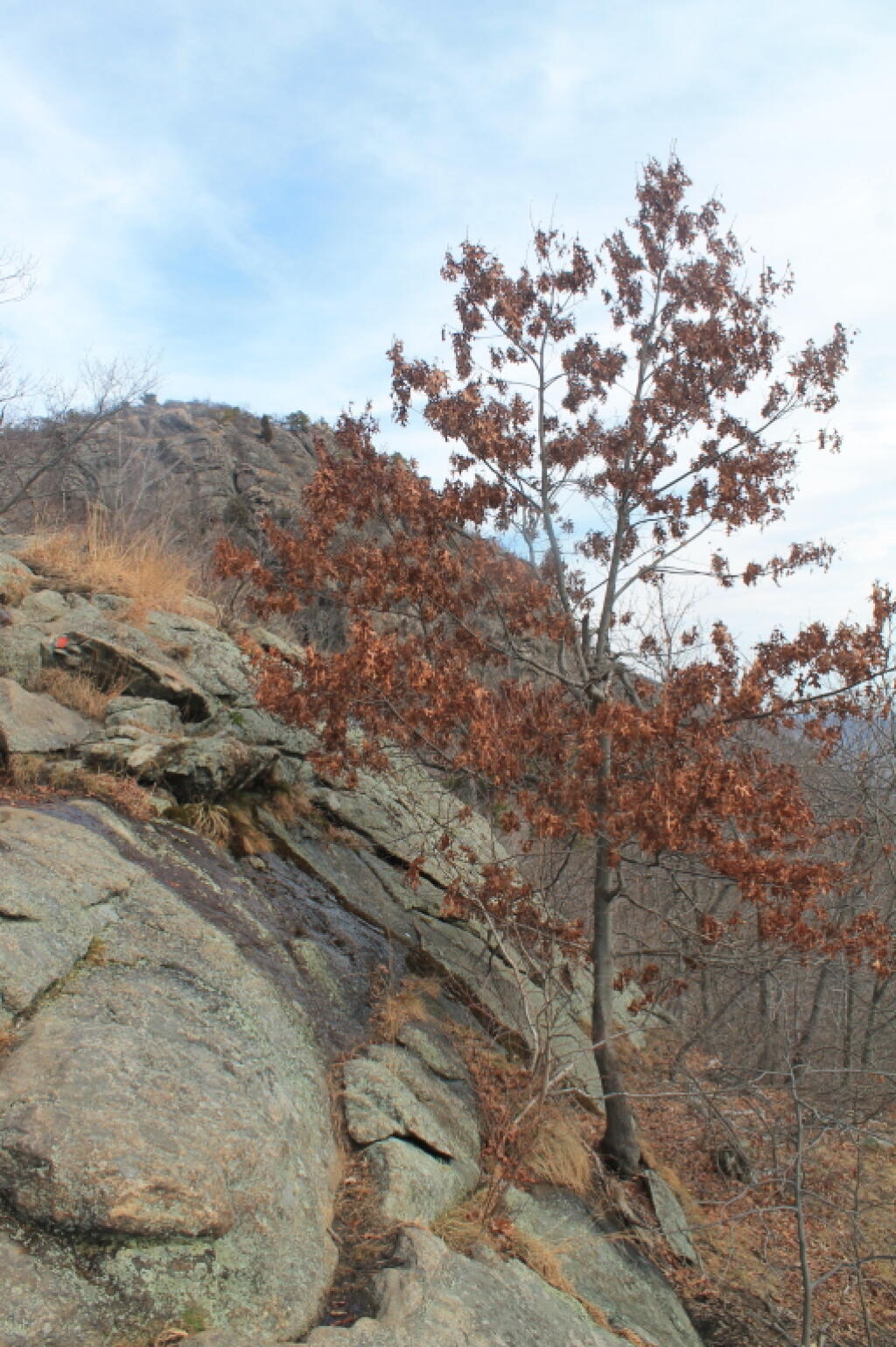 Photo: Tree Growing Thru Rock