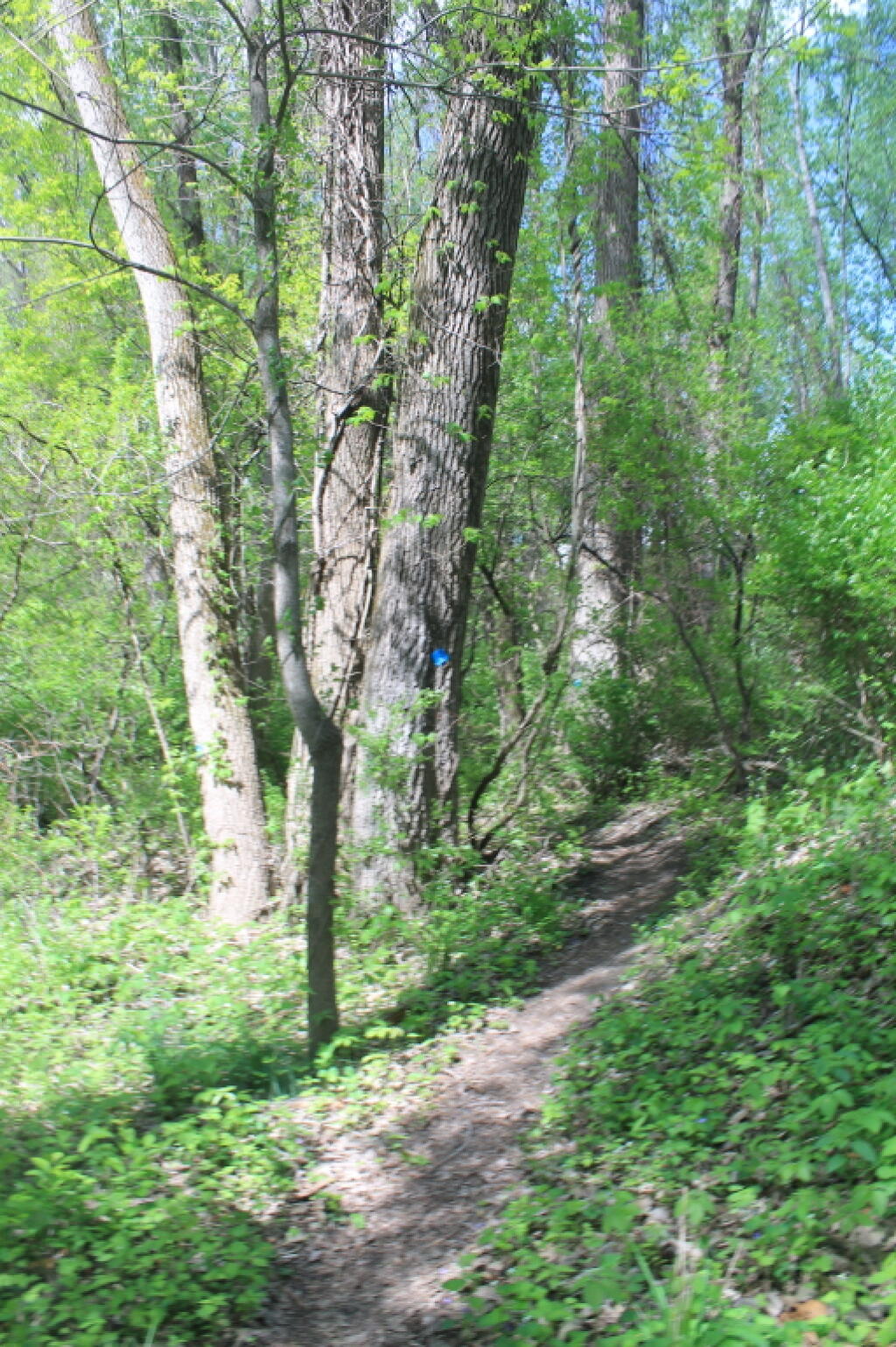 Photo: In the Woods