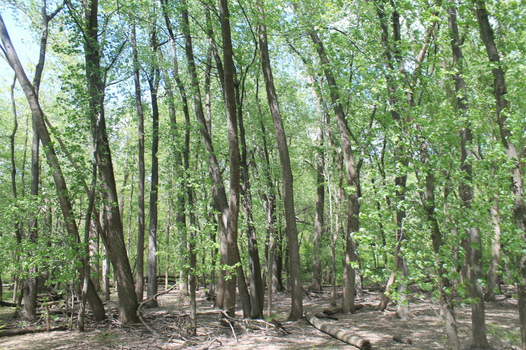 Photo: Trees