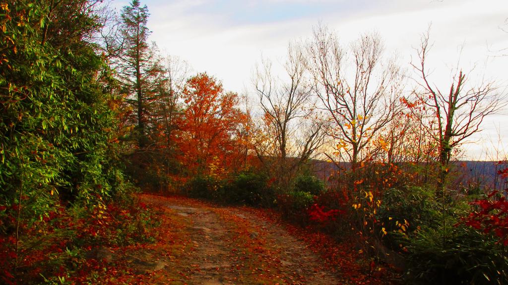 Photo: Along Canyon Road