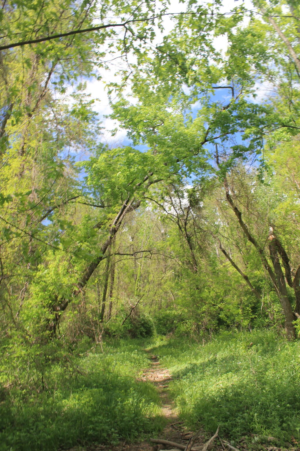 Photo: Trail