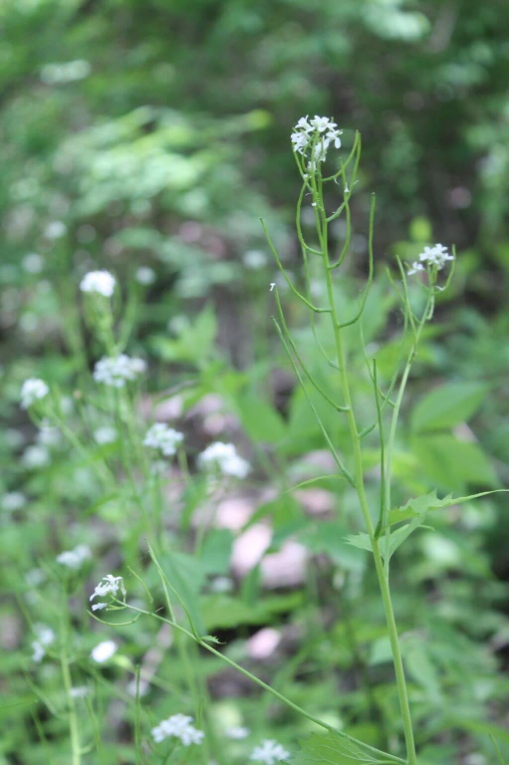 Photo: Wildflowers