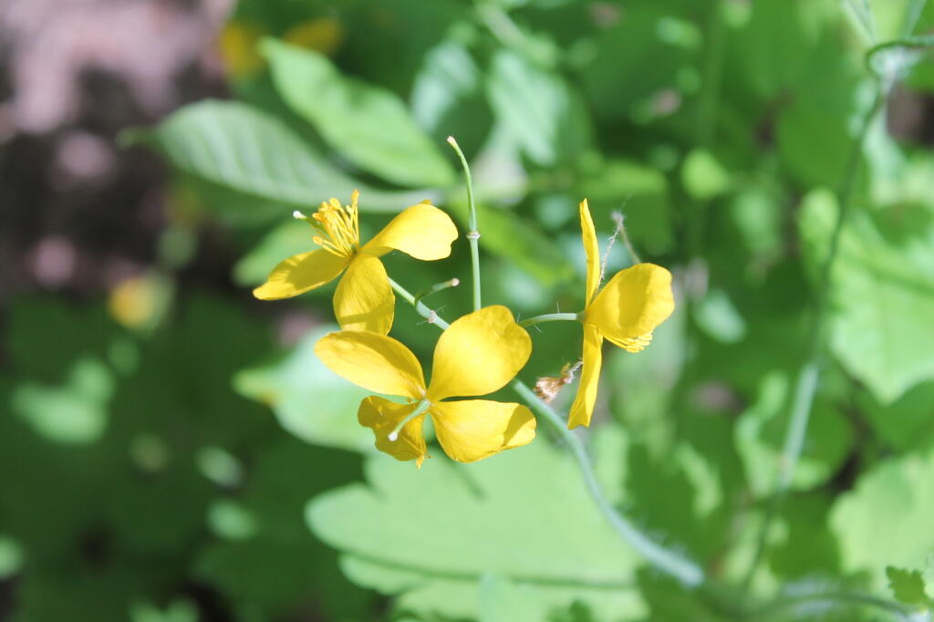 Photo: Yellow Wildflowers