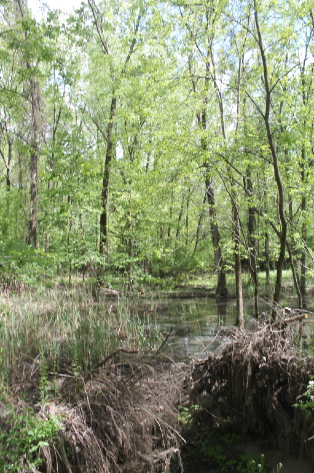 Photo: Wetlands