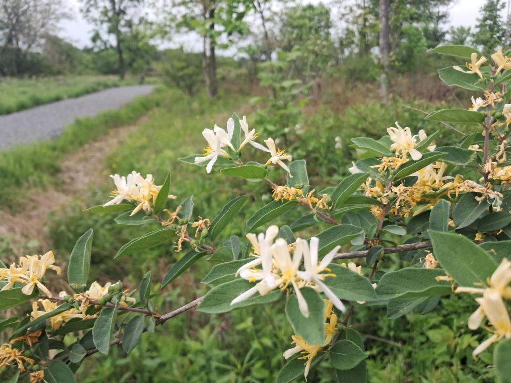 Photo: Honeysuckle [Expires June 7 2026]