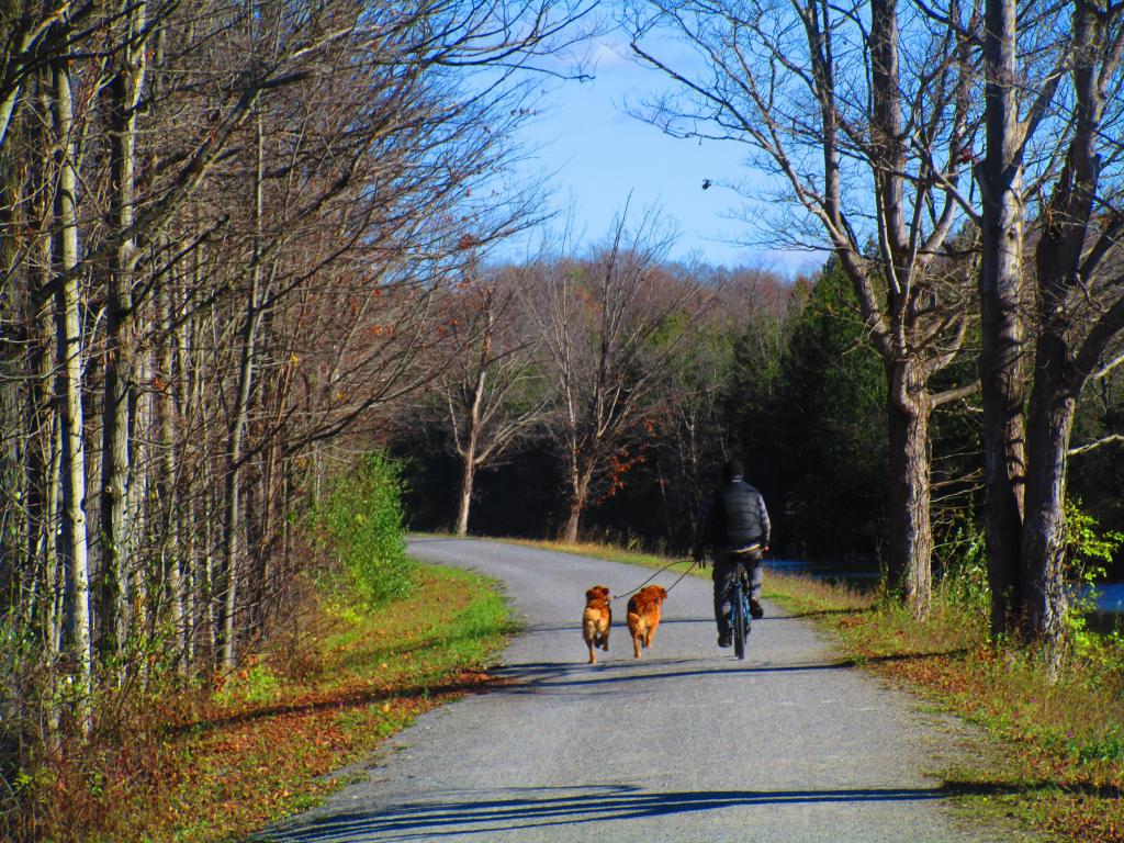 Photo: Theres One Way to Walk Dogs