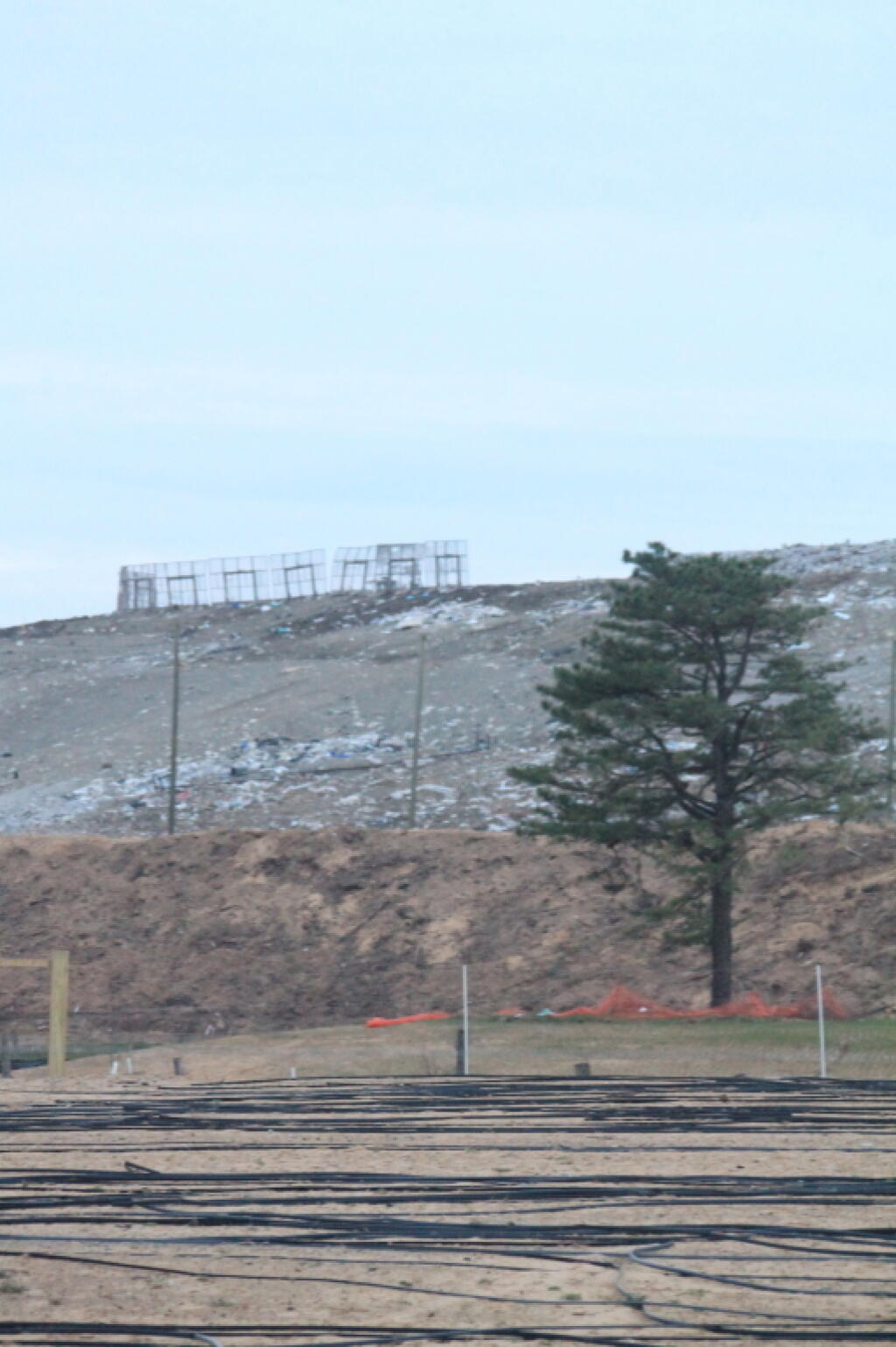 Photo: Scrub Pine Next To Restoration Area