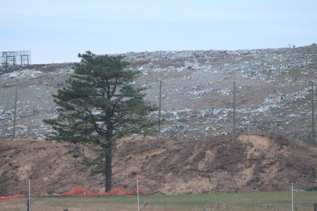Photo: Lonely Pitch Pine