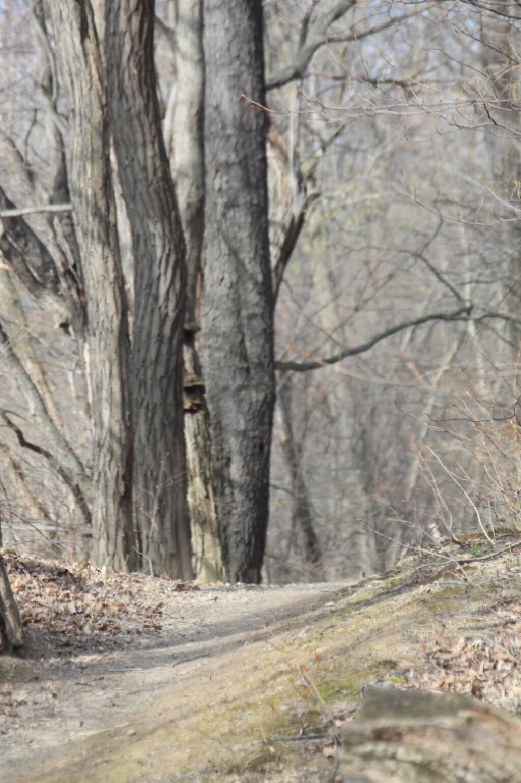 Photo: Along the Trail