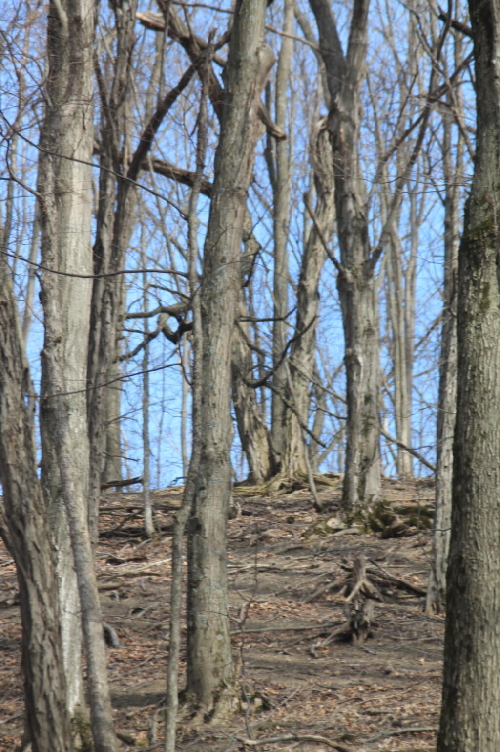 Photo: Ridge Line