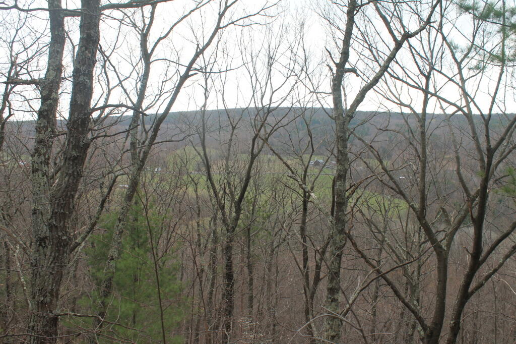 Photo: Looking Thru the Trees