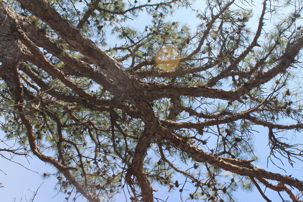 Photo: White Pine