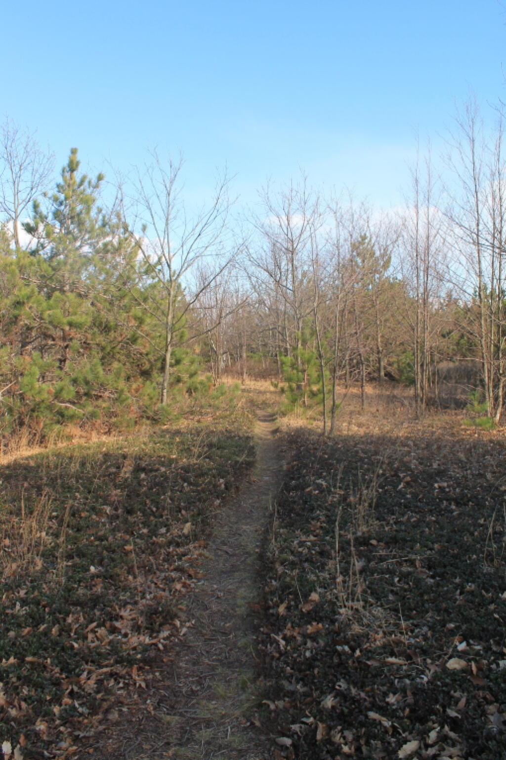 Photo: Path on Bennett Hill