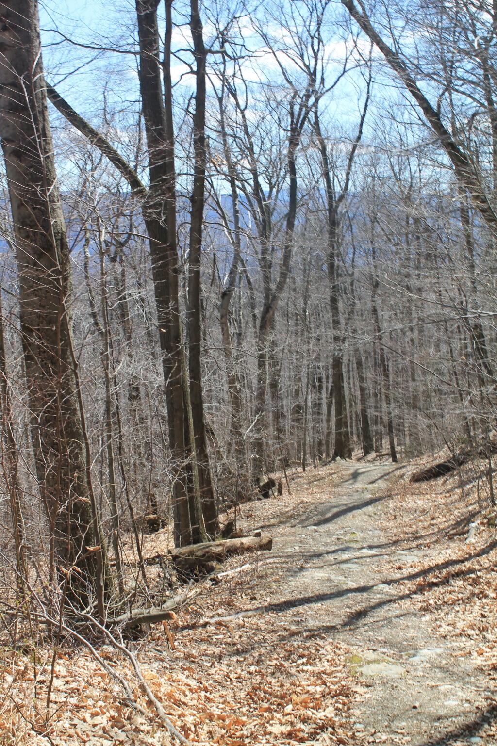 Photo: Looking Back Down Trail