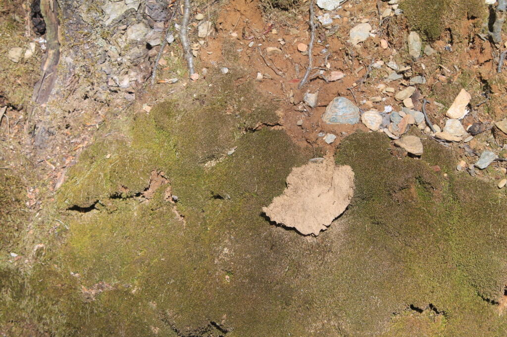 Photo: Interesting Moss Along the Trail