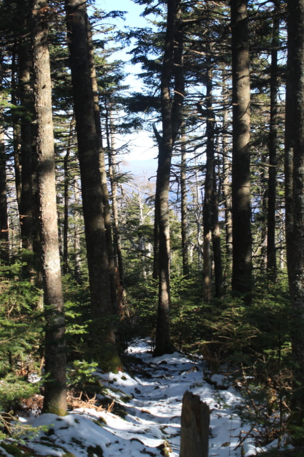 Photo: Snow In Dense Woods