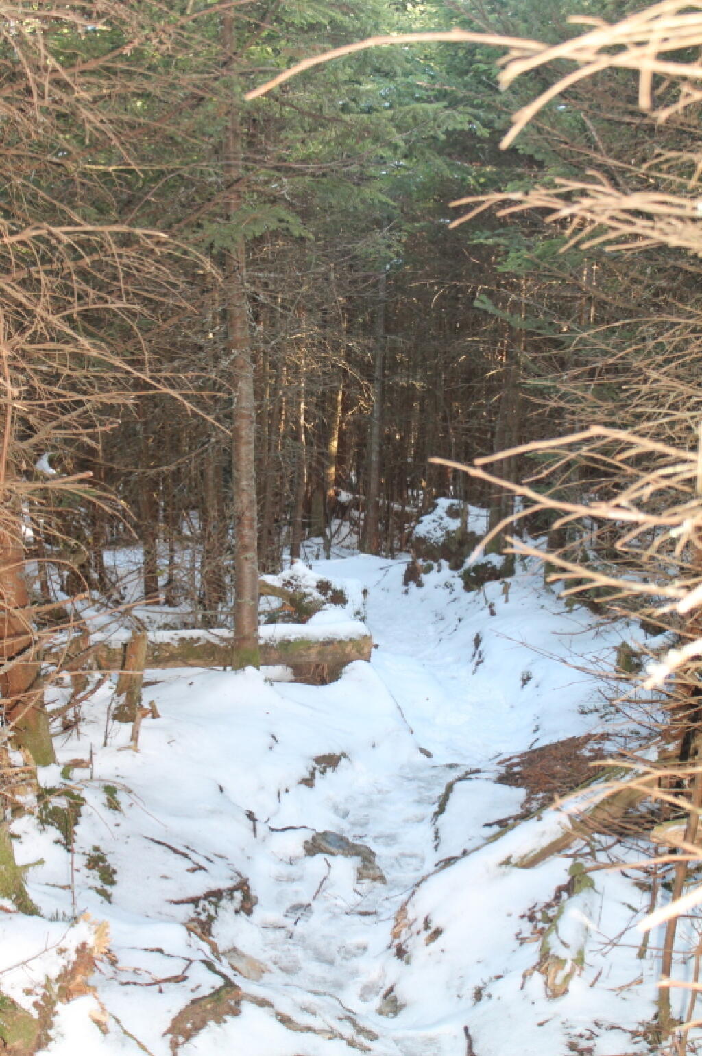 Photo: Fair Bit of Snow Left In the Woods