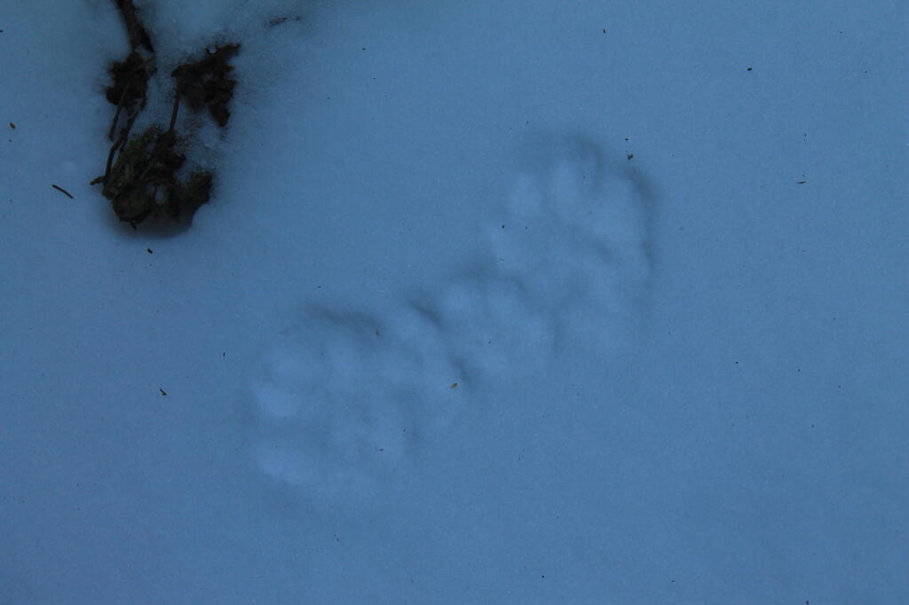 Photo: Prints in the Snow