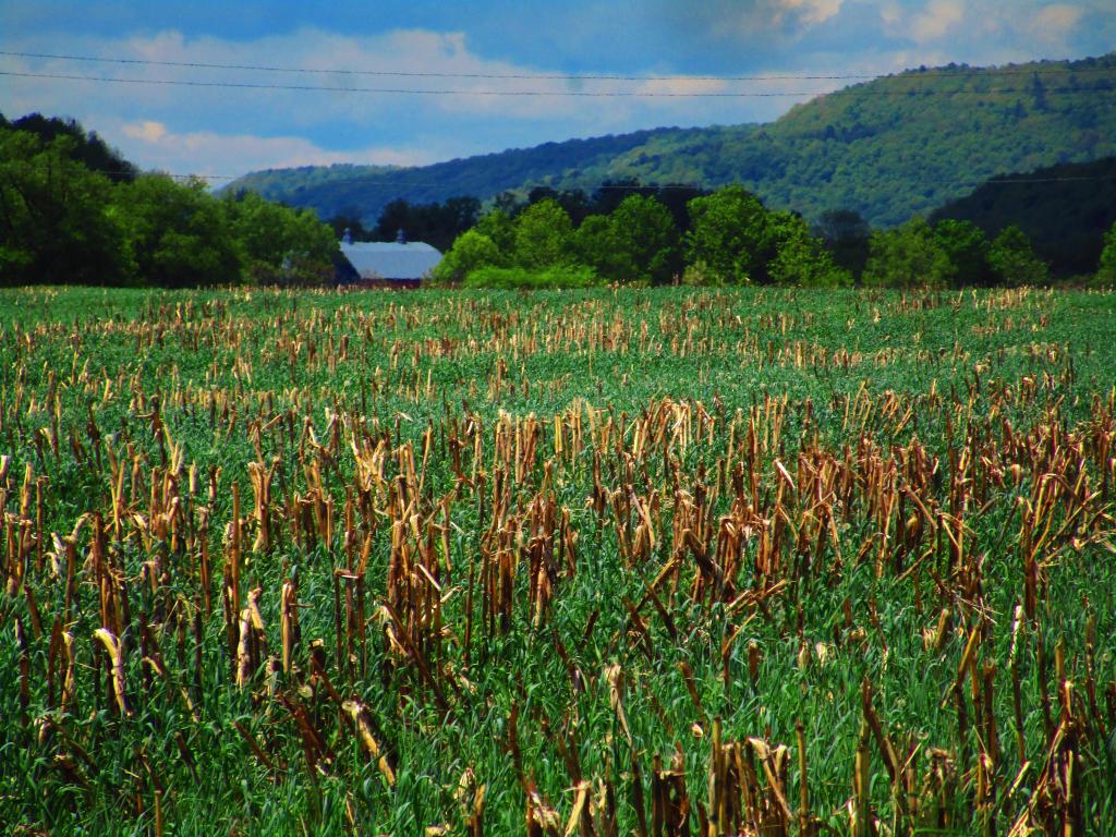 Photo: Below South Kortwright