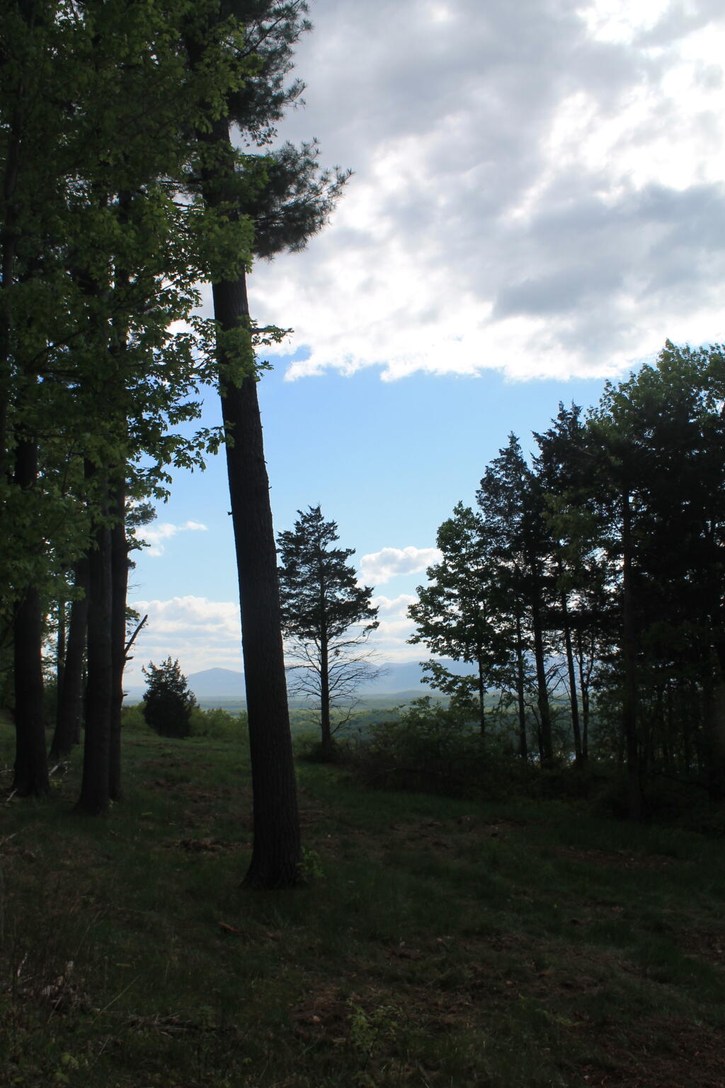 Photo: Trees Under the Clouds