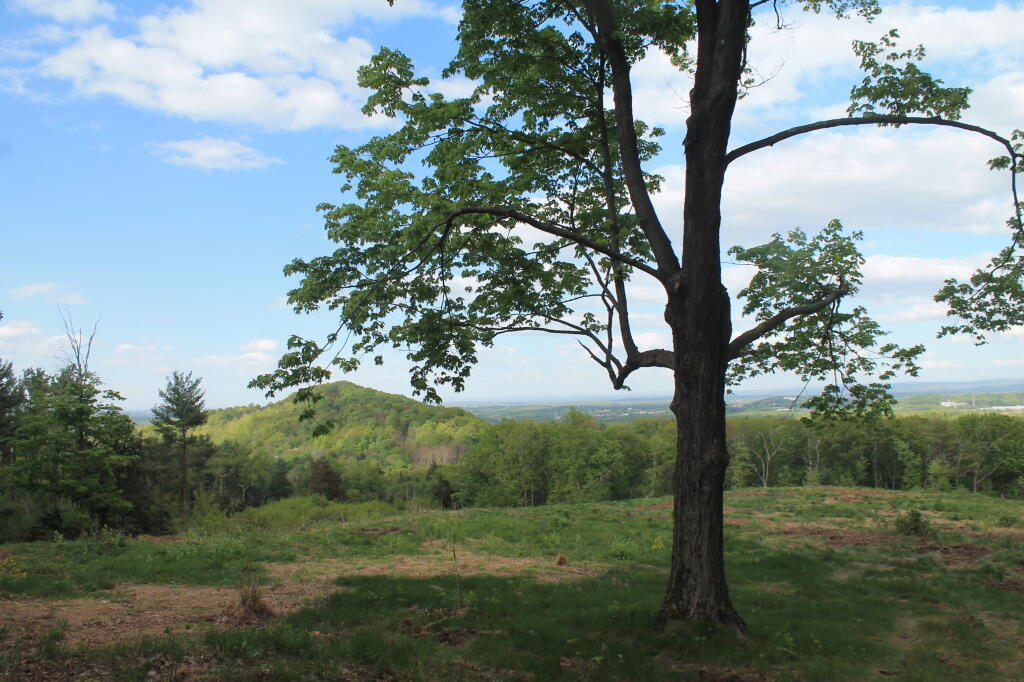 Photo: Tree and Mt Marino