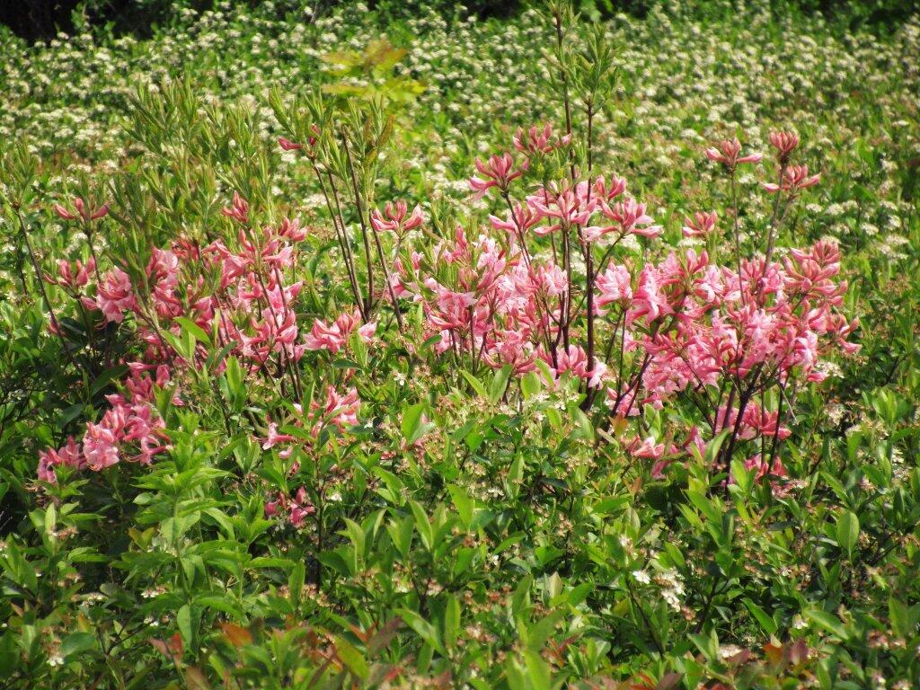 Photo: More Pink