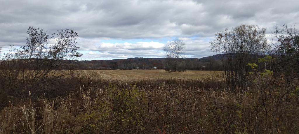 Photo: Cornfield in Half Moon