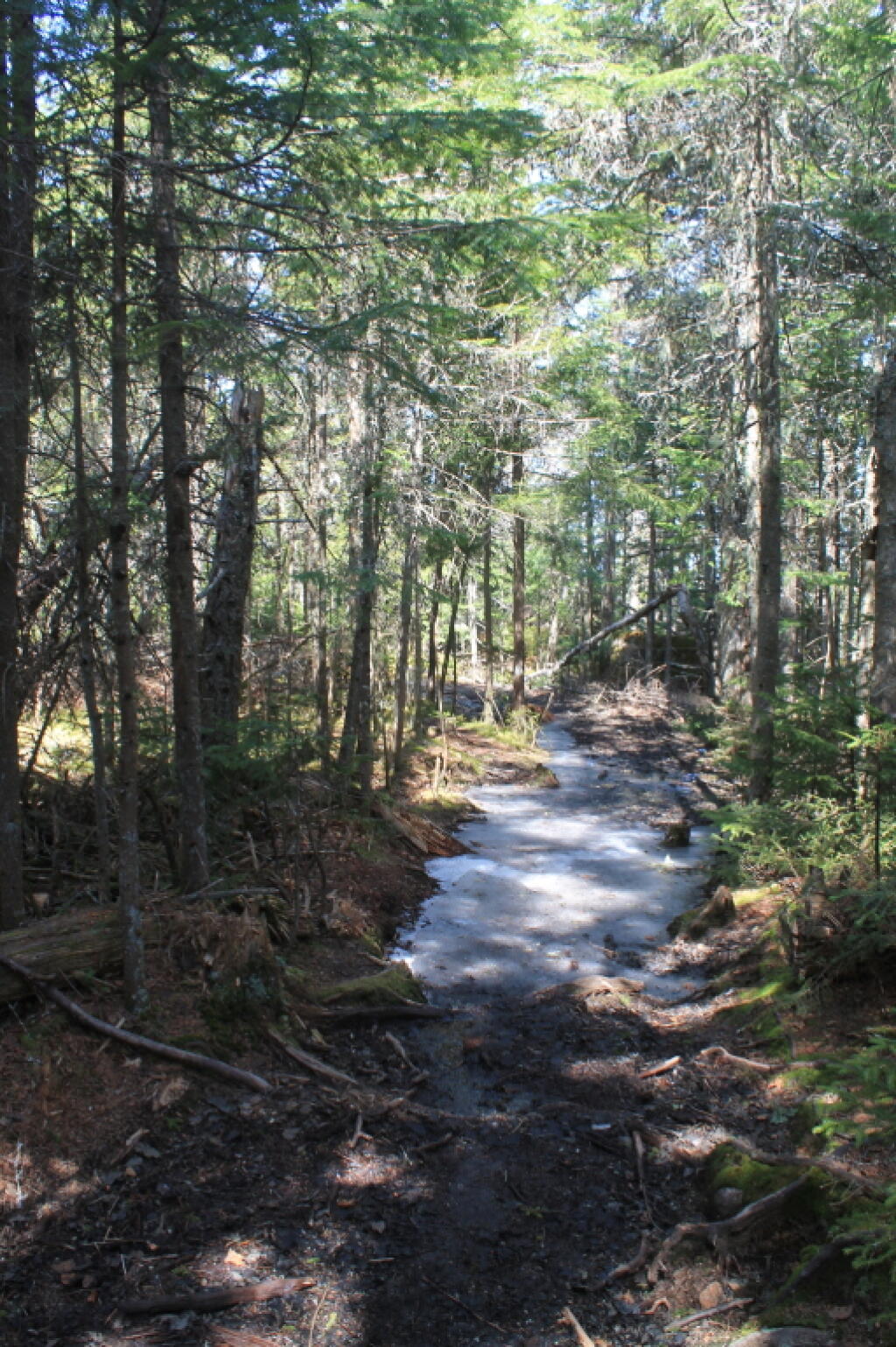 Photo: Ice in the Woods