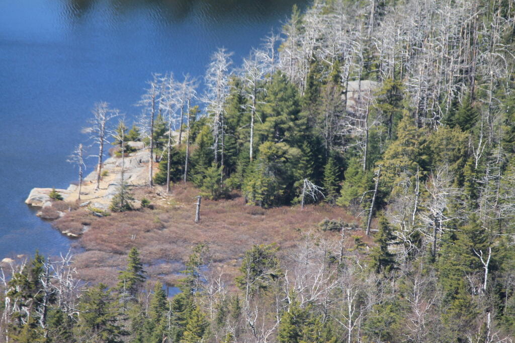 Photo: Wetlands at Crane Mountain Pond