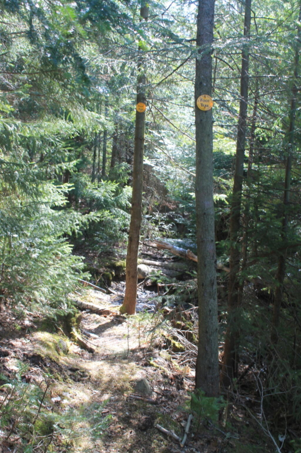 Photo: Along Crane Pond Trail