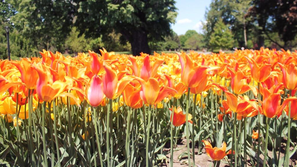 Photo: Tulips