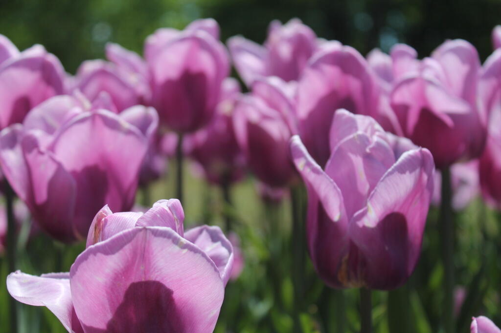 Photo: Pink Tulips
