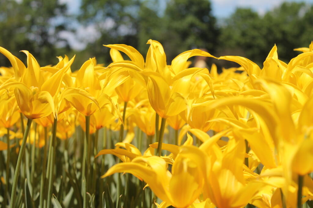 Photo: Spring is Orange