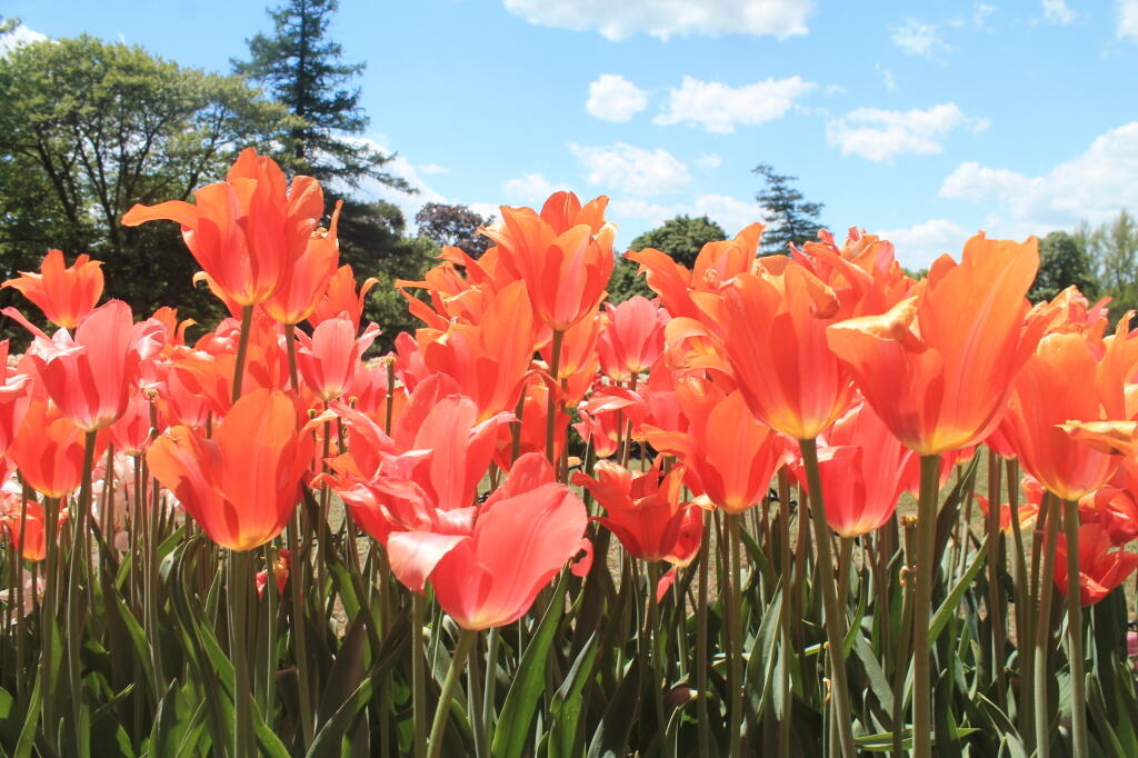 Photo: Fading Tulips