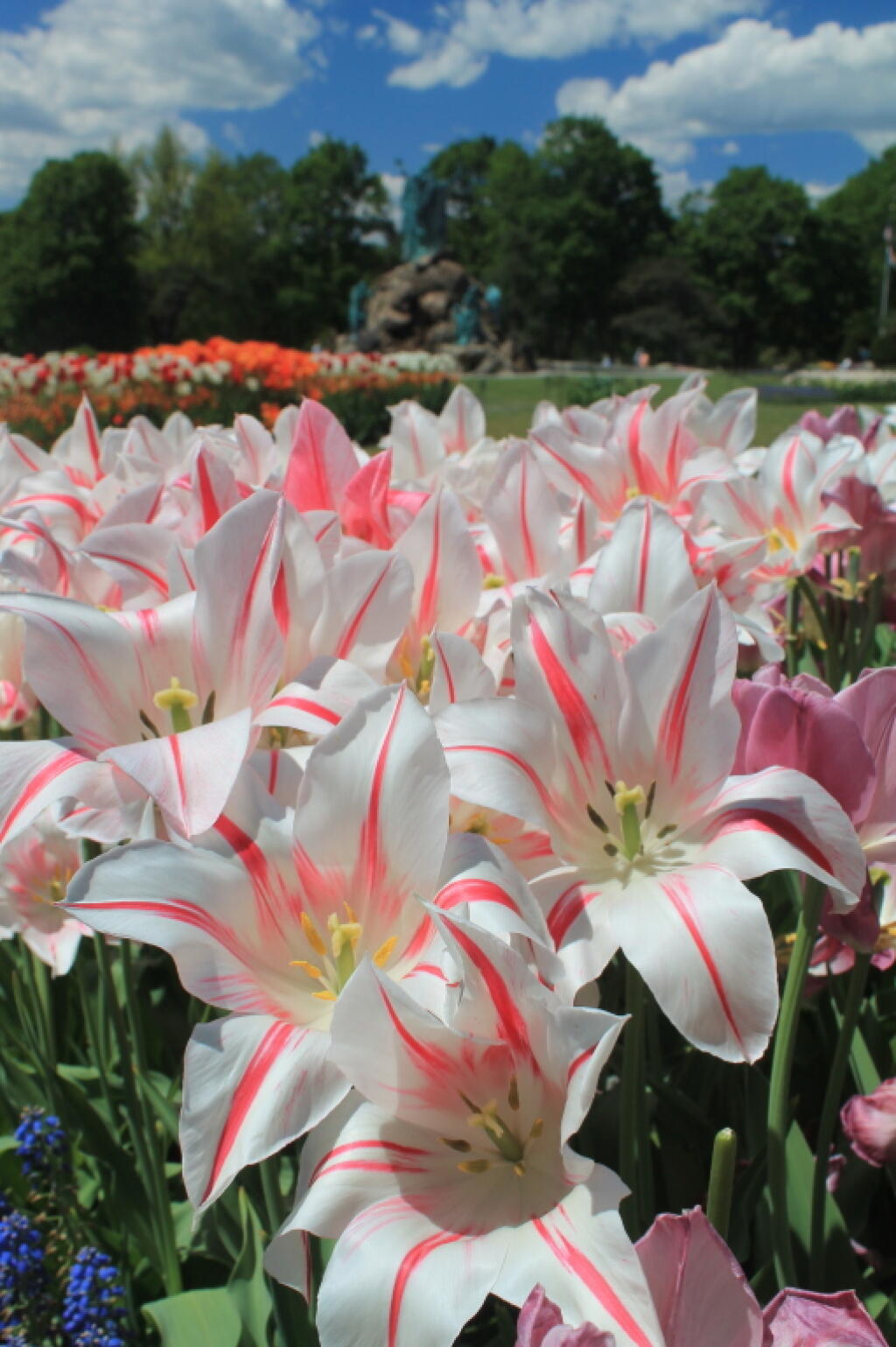 Photo: Tulips Along the Way