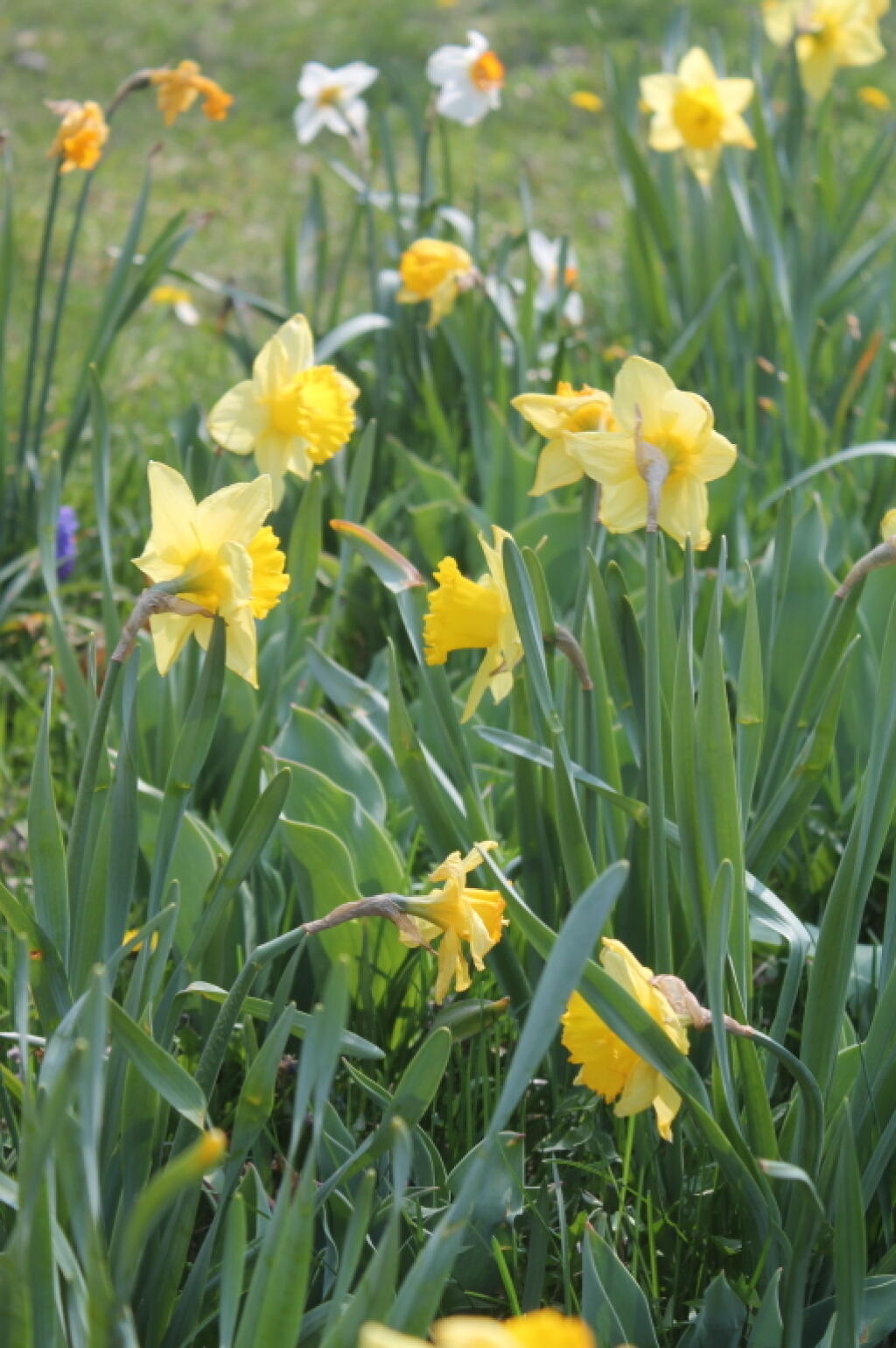 Photo: Daffodills