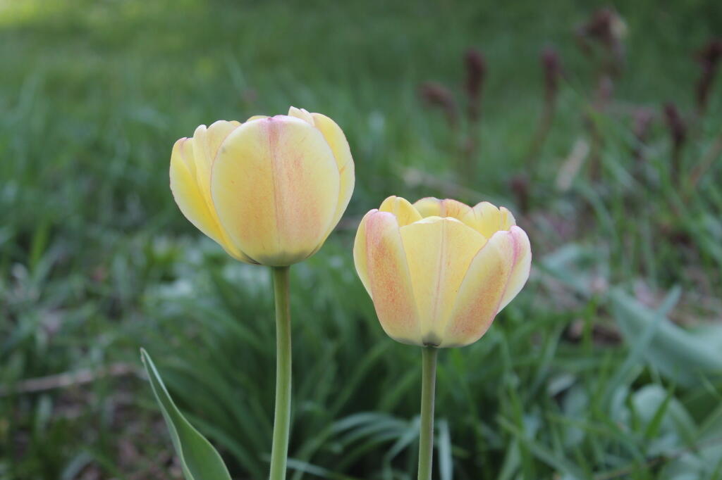 Photo: Tulips