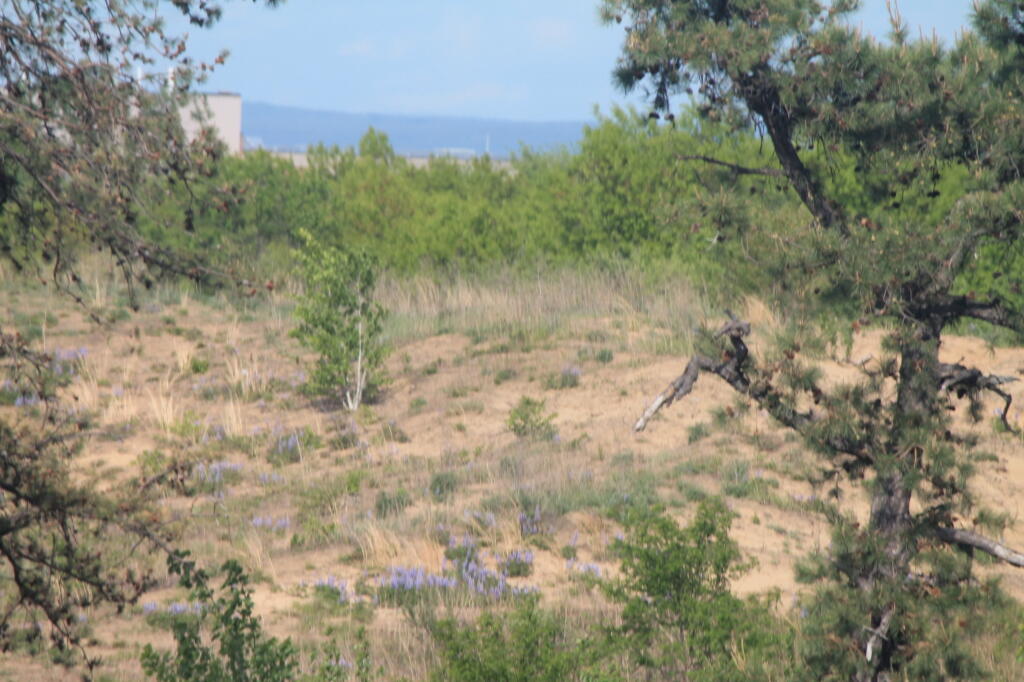 Photo: Patches of Lupine