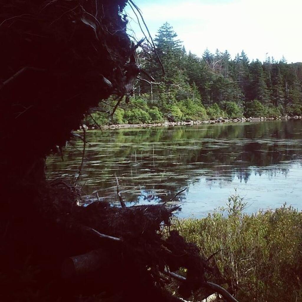 Photo: Stump