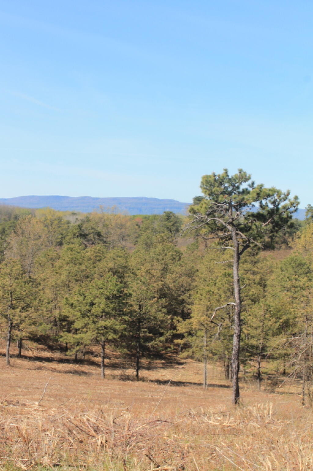 Photo: Tree Along Dune